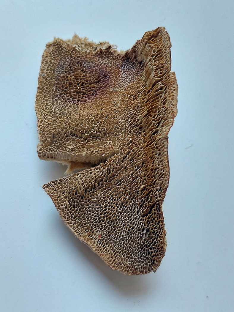 Photo by Jesper Launder Coriolopsis gallica by Jesper Launder